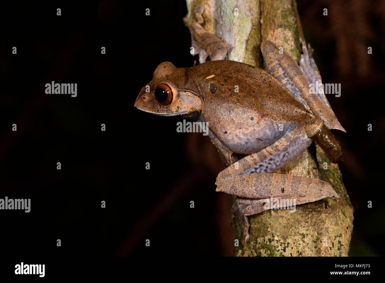Madagascar Bright-eyed Frog (Boophis madagascariensis) defecating, Andasibe, Perinet, Alaotra-Mangoro Region, Madagascar Stock Photo