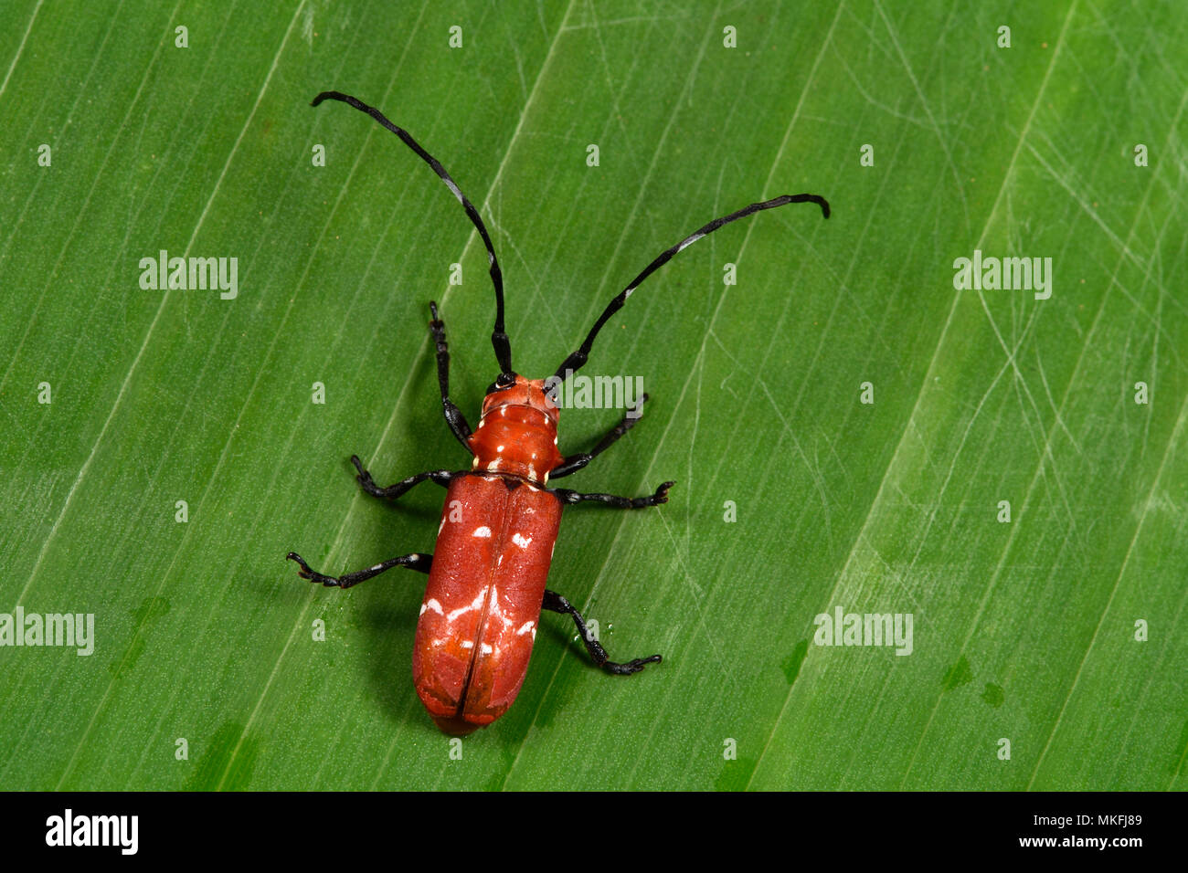 Coleoptera, Andasibe, Perinet, Alaotra-Mangoro Region, Madagascar Stock Photo