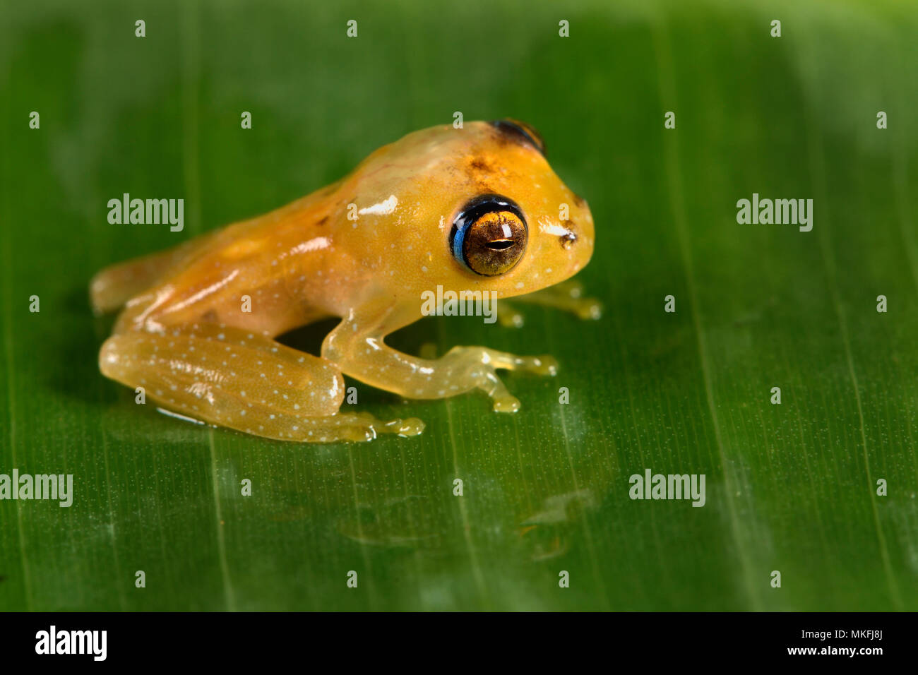 Ankafana Bright-eyed Frog (Boophis sp) juvenile, Andasibe, Perinet, Alaotra-Mangoro Region, Madagascar Stock Photo