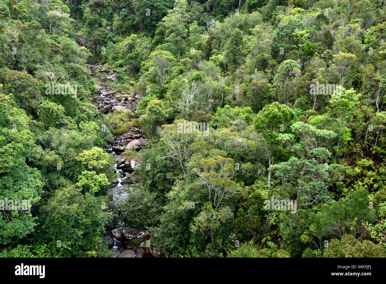 Tropical rainforest of eastern Madagascar seen from above, Andasibe