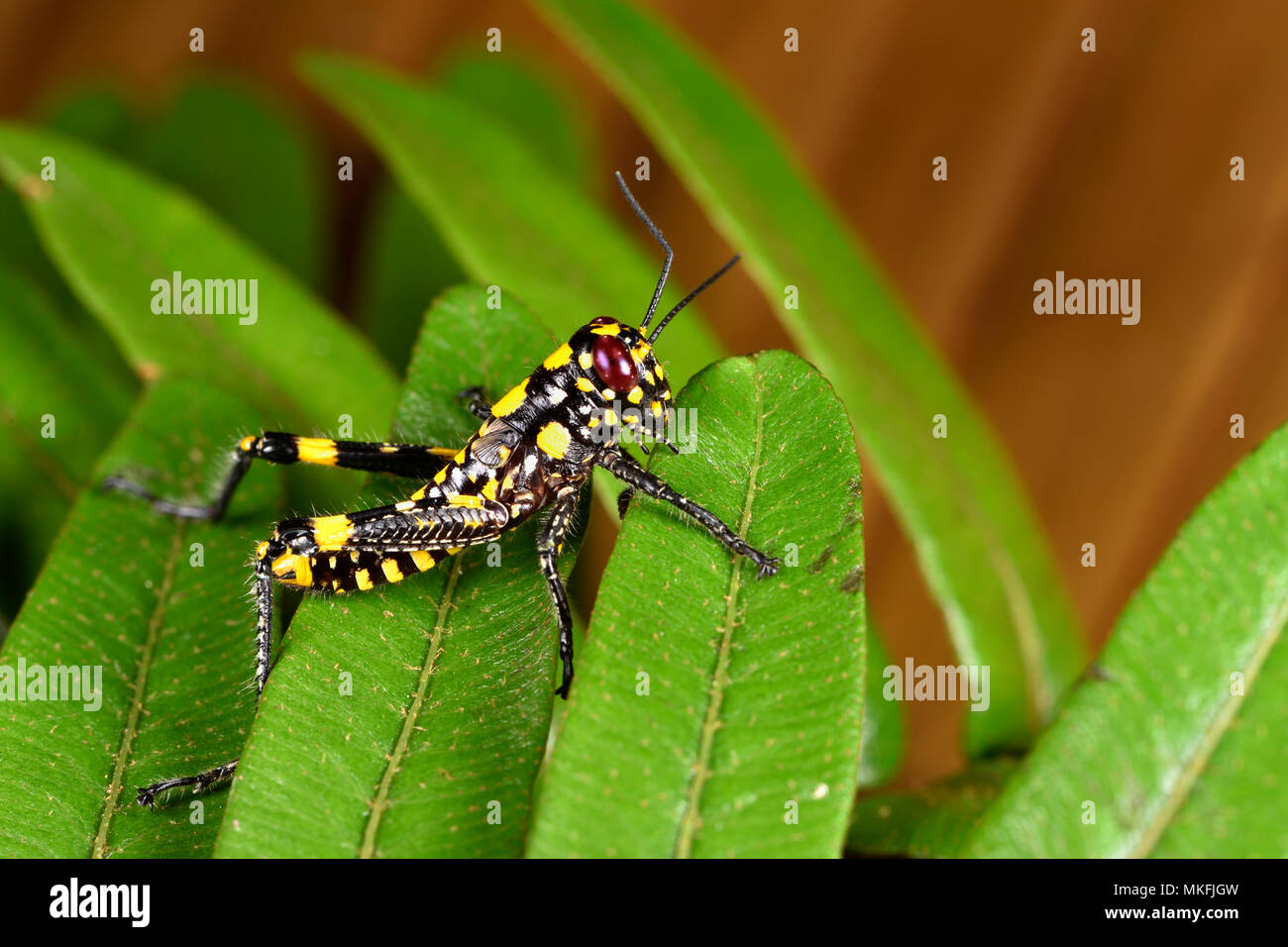Grasshopper (Orthoptera sp), Andasibe, Perinet, Alaotra-Mangoro Region, Madagascar Stock Photo