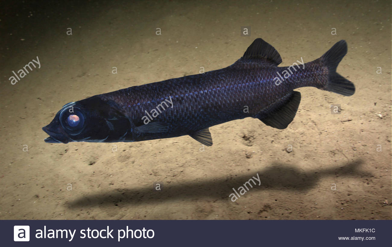 Resultado de imagen de Alepocephalus rostratus