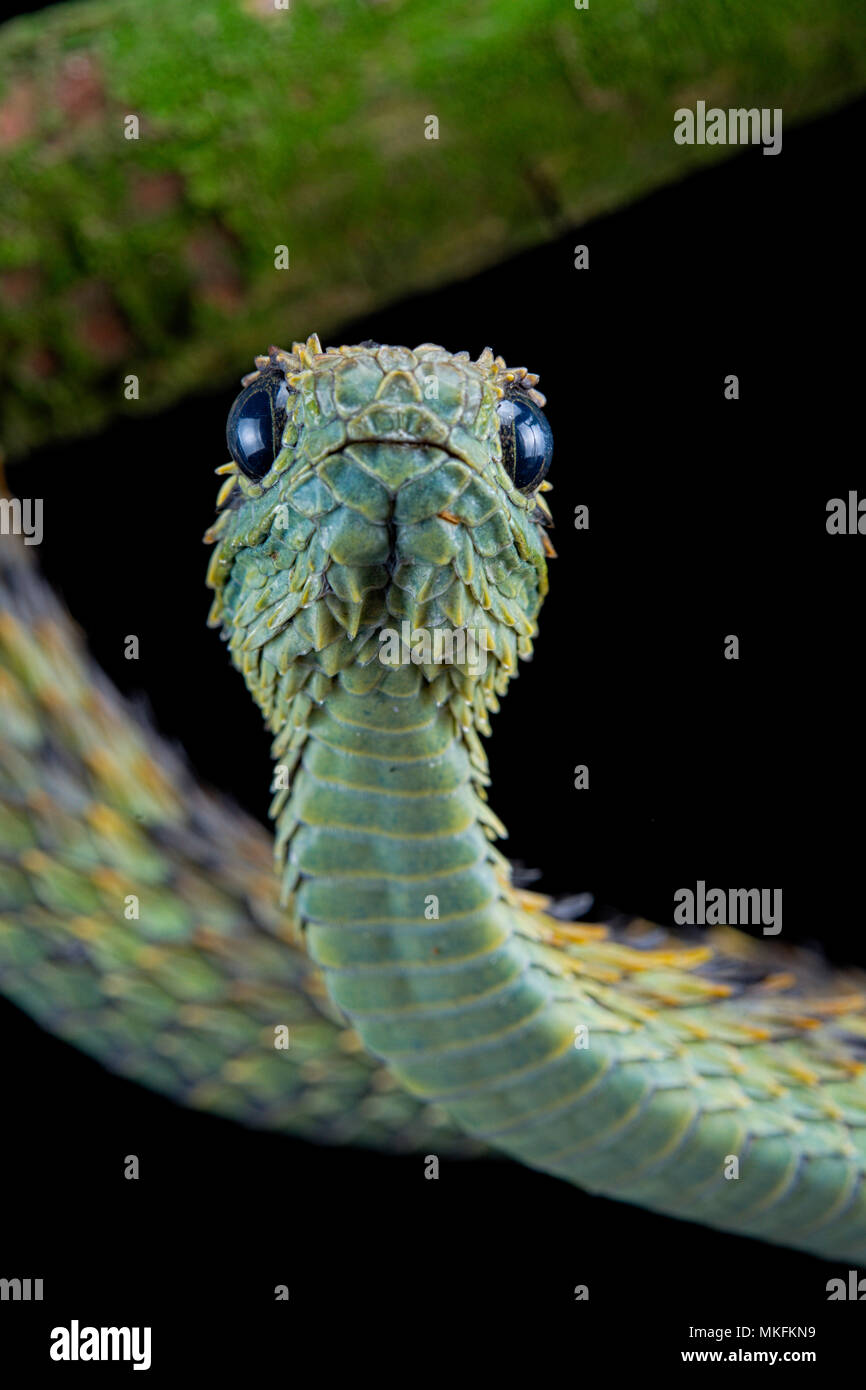 Stock photo of Hairy bush viper (Atheris hispida) captive, from Central  Africa. Available for sale on