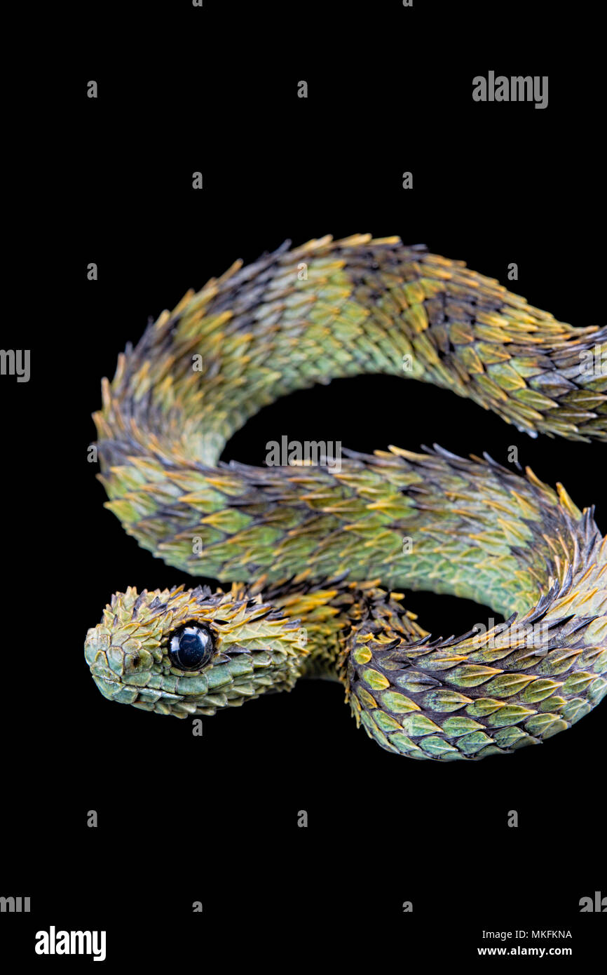 Hairy Bush Viper Atheris Hispida Stock Image - Image of hispida, predator:  140544789