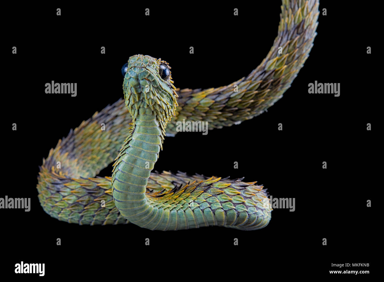 Hairy bush viper (Atheris hispida) on black background Stock Photo - Alamy