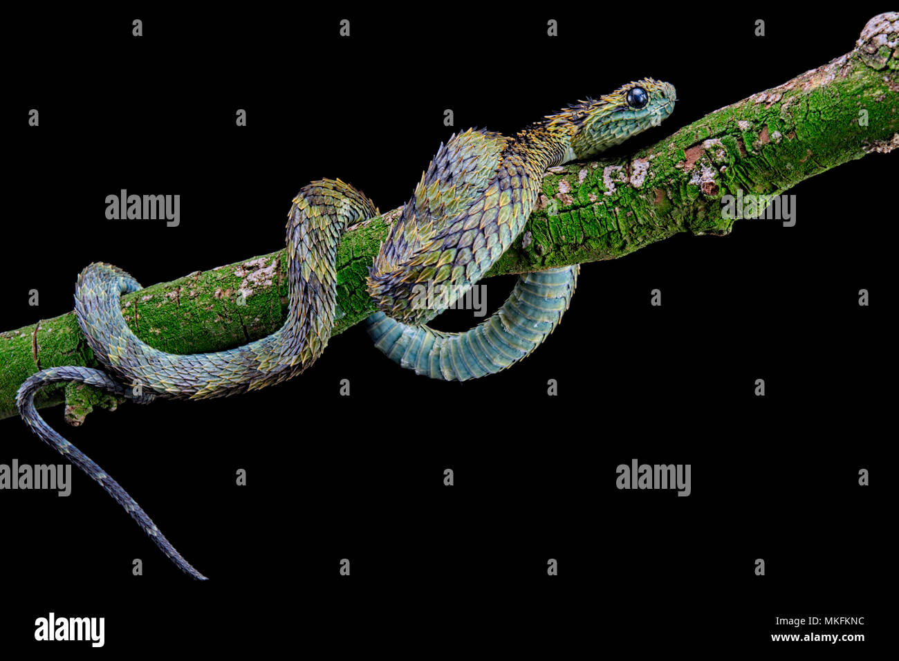 Stock photo of Hairy bush viper (Atheris hispida) captive, from Central  Africa. Available for sale on