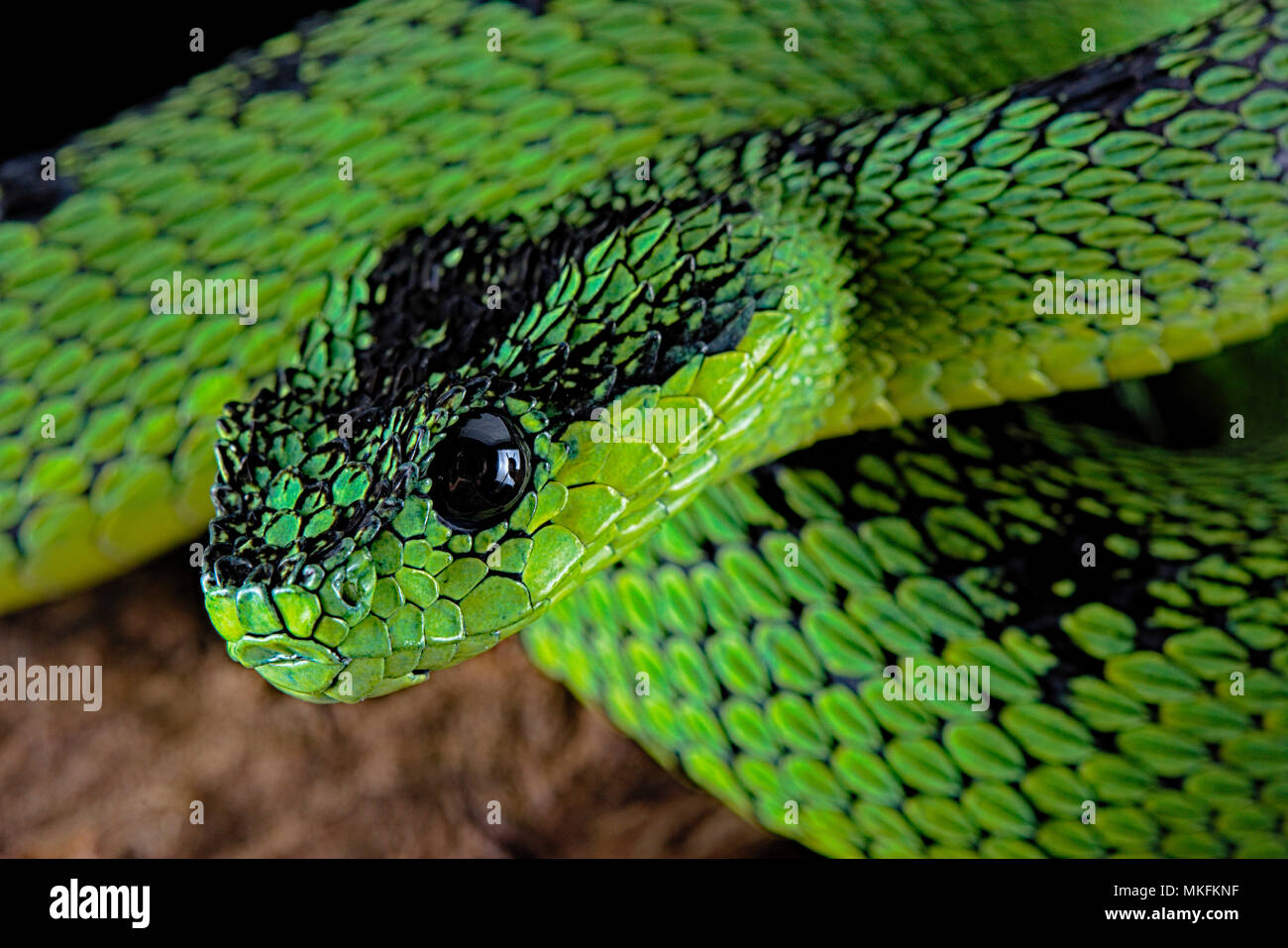 The Great Lakes bush viper (Atheris nitschei) is spectacular snake