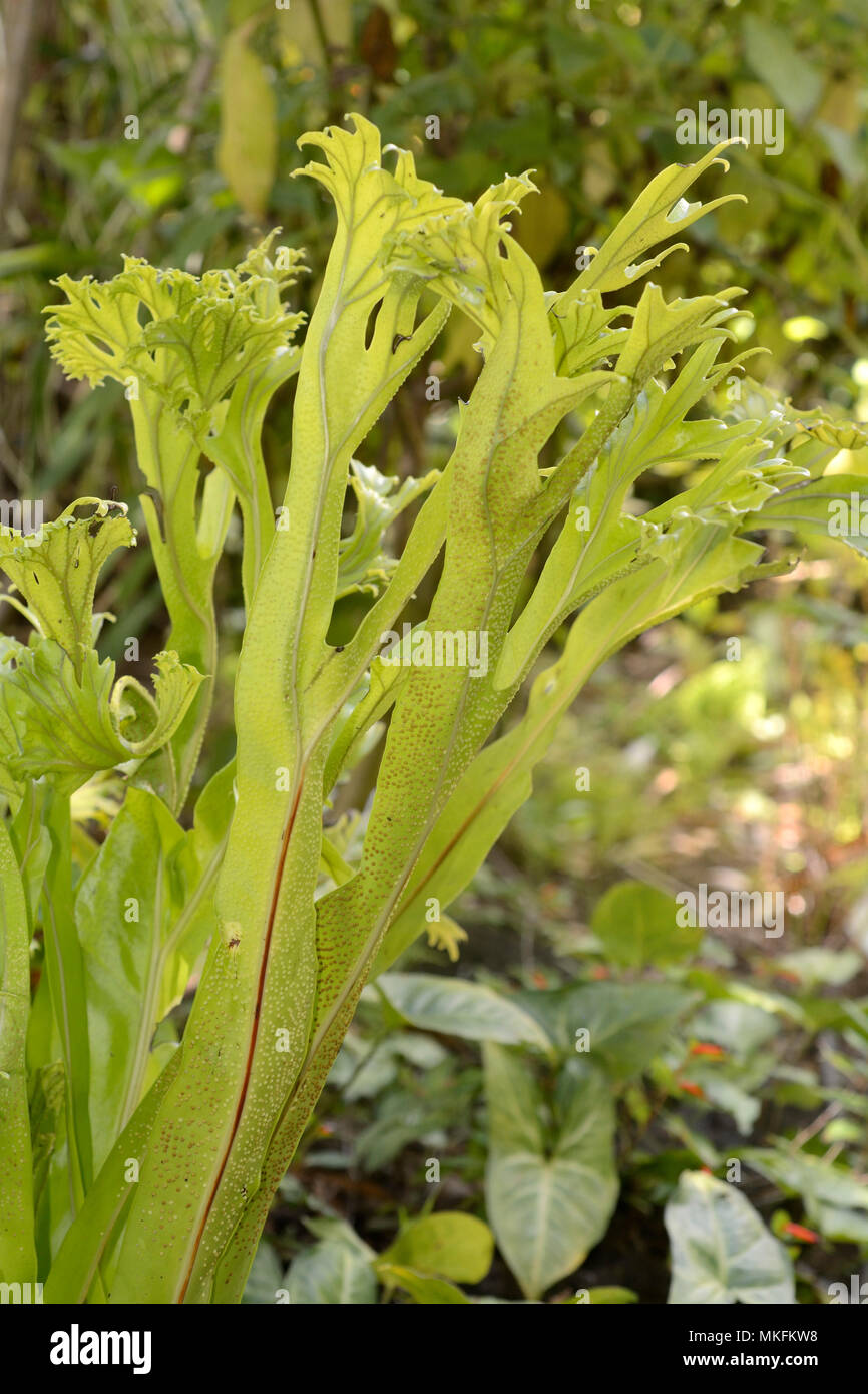 Staghorn fern (Platycerium coronarium), Botanical Garden, Hanga Roa ...