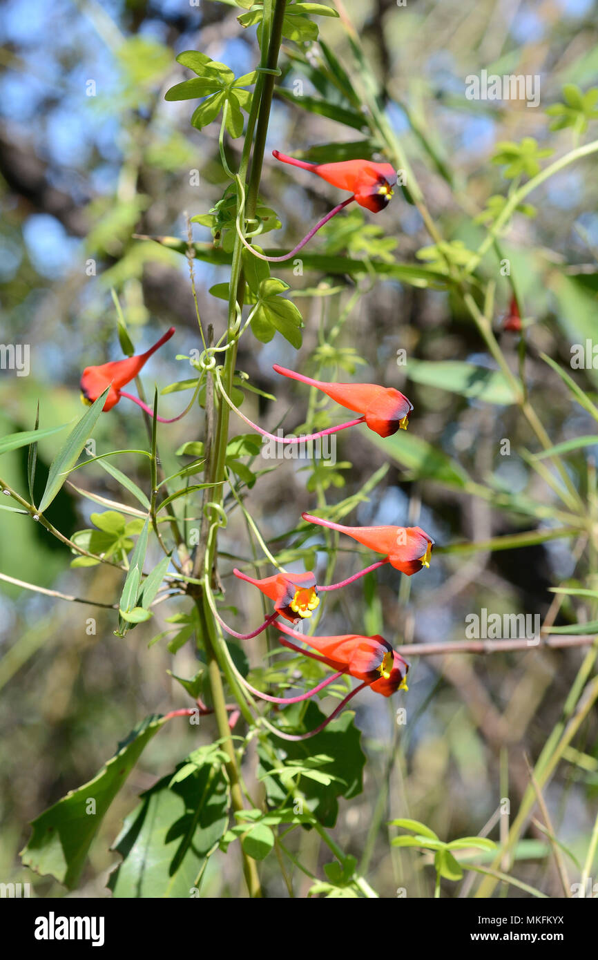 Chilean Nasturtium (Tropaeolum tricolor), Tropaeolaceae, endemic to Chile, Parque nacional La Campana, V Valparaiso Region, Chile Stock Photo