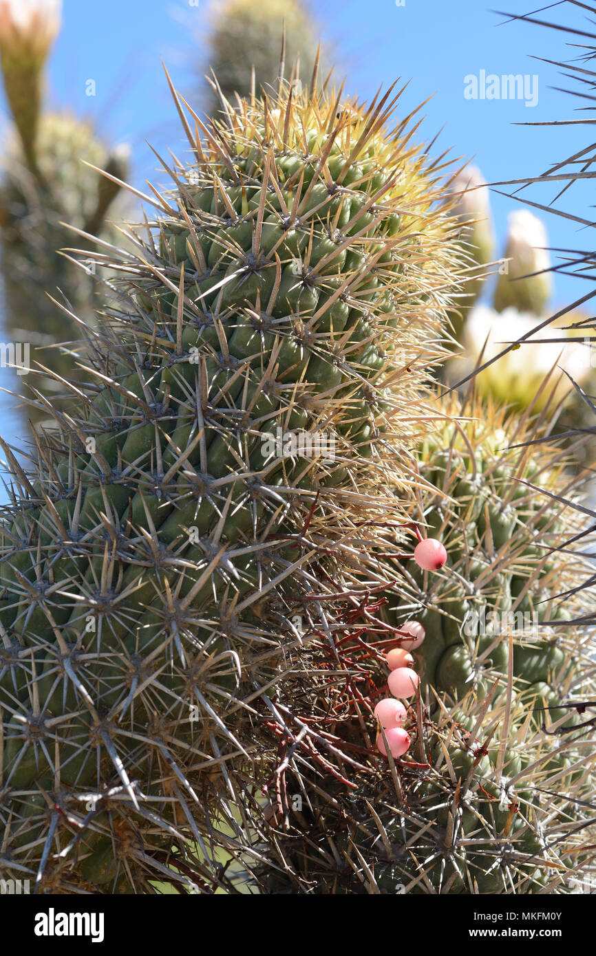 Quintral del Quisco (Tristerix aphyllus), fruiting on cacti (Echinopsis chiloensis), Loranthaceae cactus parasite, Valle del Encanto, ca. From Ovalle, IV Region of Coquimbo, Chile Stock Photo