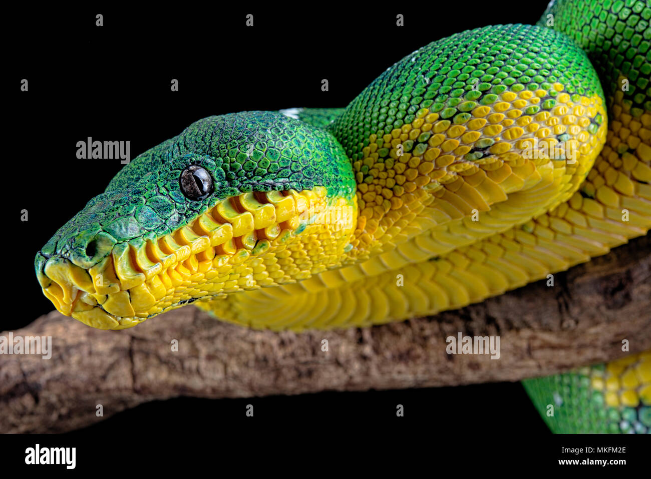 Amazon Basin emerald tree boa (Corallus batesii) on black background