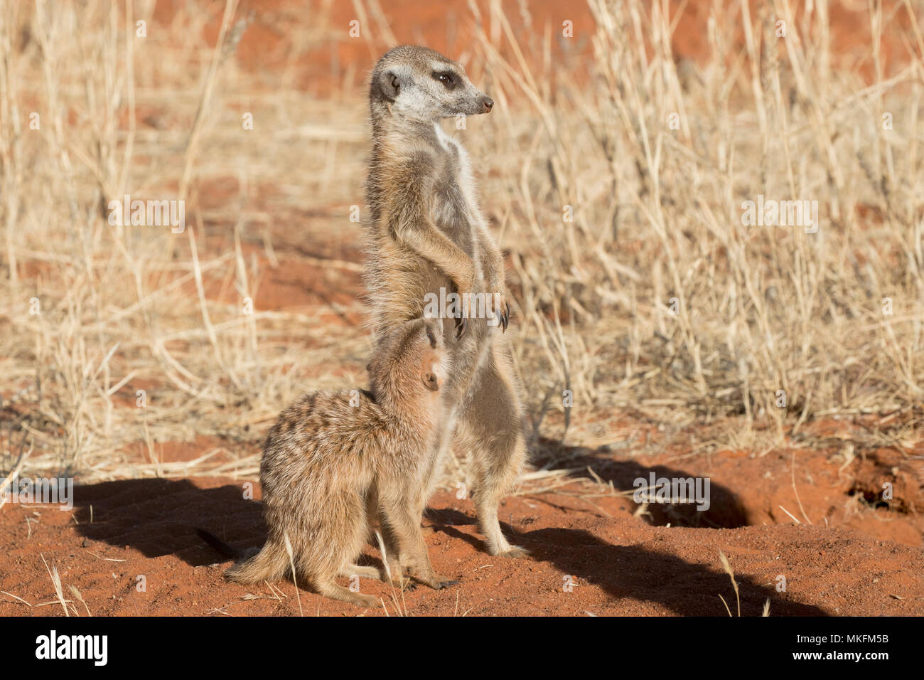 Meerkat or suricate (Suricata suricatta), adult and young, Kalahari Desert, South African Republic Stock Photo