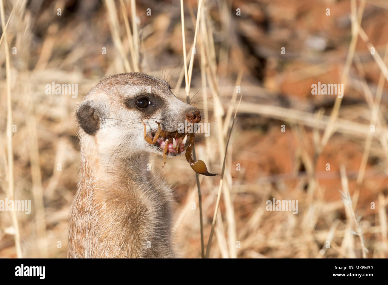 Meerkat or suricate (Suricata suricatta), adult eating a scorpion, Kalahari Desert, South African Republic Stock Photo