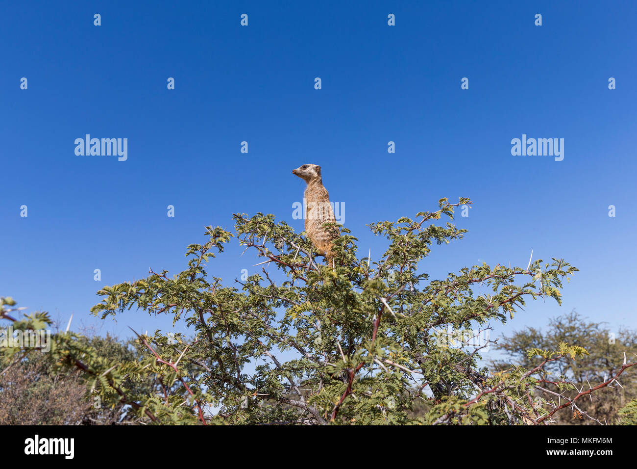 Meerkat or suricate (Suricata suricatta), adult, sentinel perched on a tree, Kalahari Desert, South African Republic Stock Photo