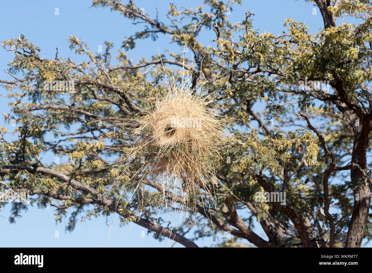 savannah with acacia trees and nest of hite-browed sparrow-weaver (Plocepasser mahali), Kalahari Desert, South African Republic Stock Photo