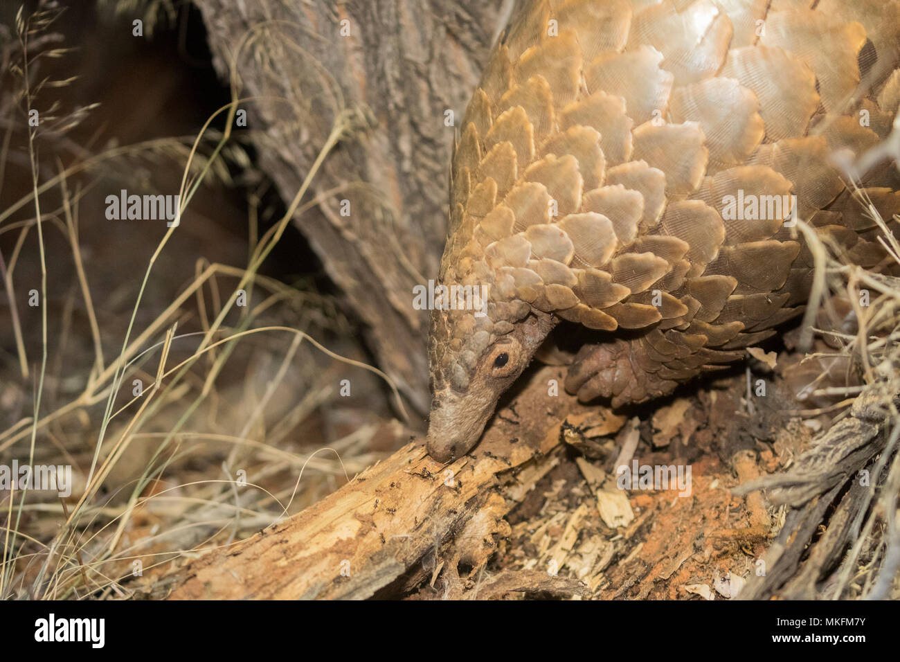 Ground Pangolin Or Temminck's Pangolin Or The Cape Pangolin (Smutsia ...