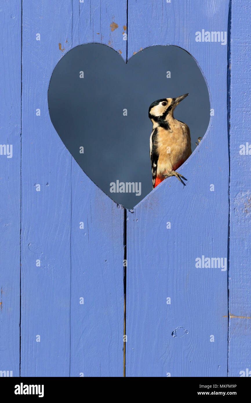 Great spotted woodpecker (Dendrocopos major) perched in a heart shape hole in a blue door, England Stock Photo