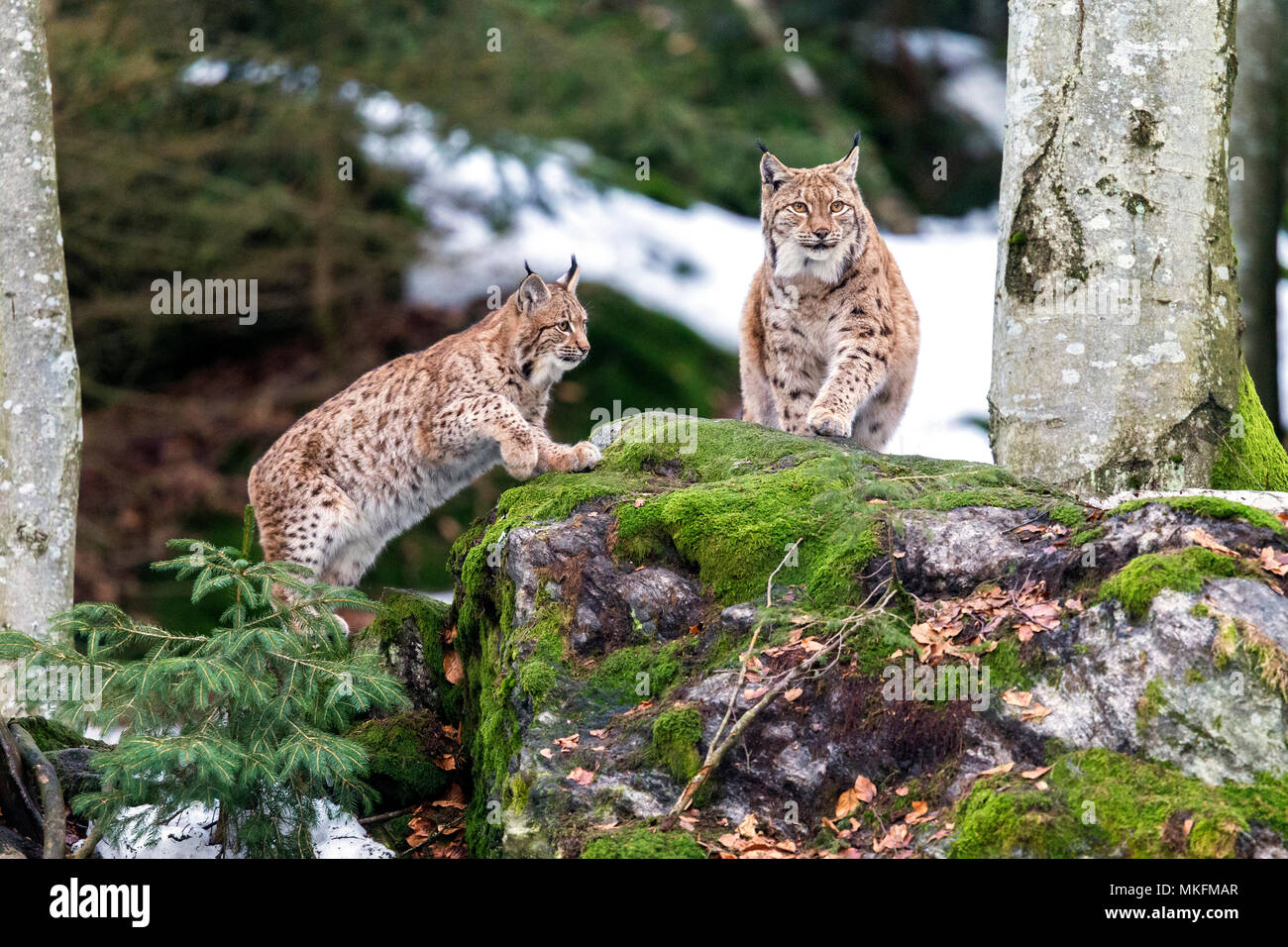 Eurasian lynx (Lynx lynx) female and cub on a mossy rock, BayerischerWald, Germany Stock Photo