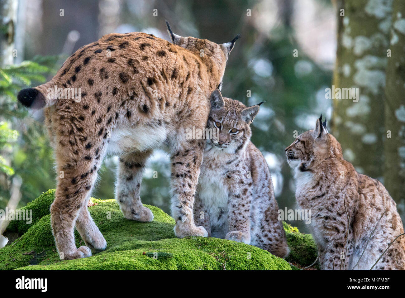 Eurasian lynx (Lynx lynx) female and cubs on a mossy rock, BayerischerWald, Germany Stock Photo