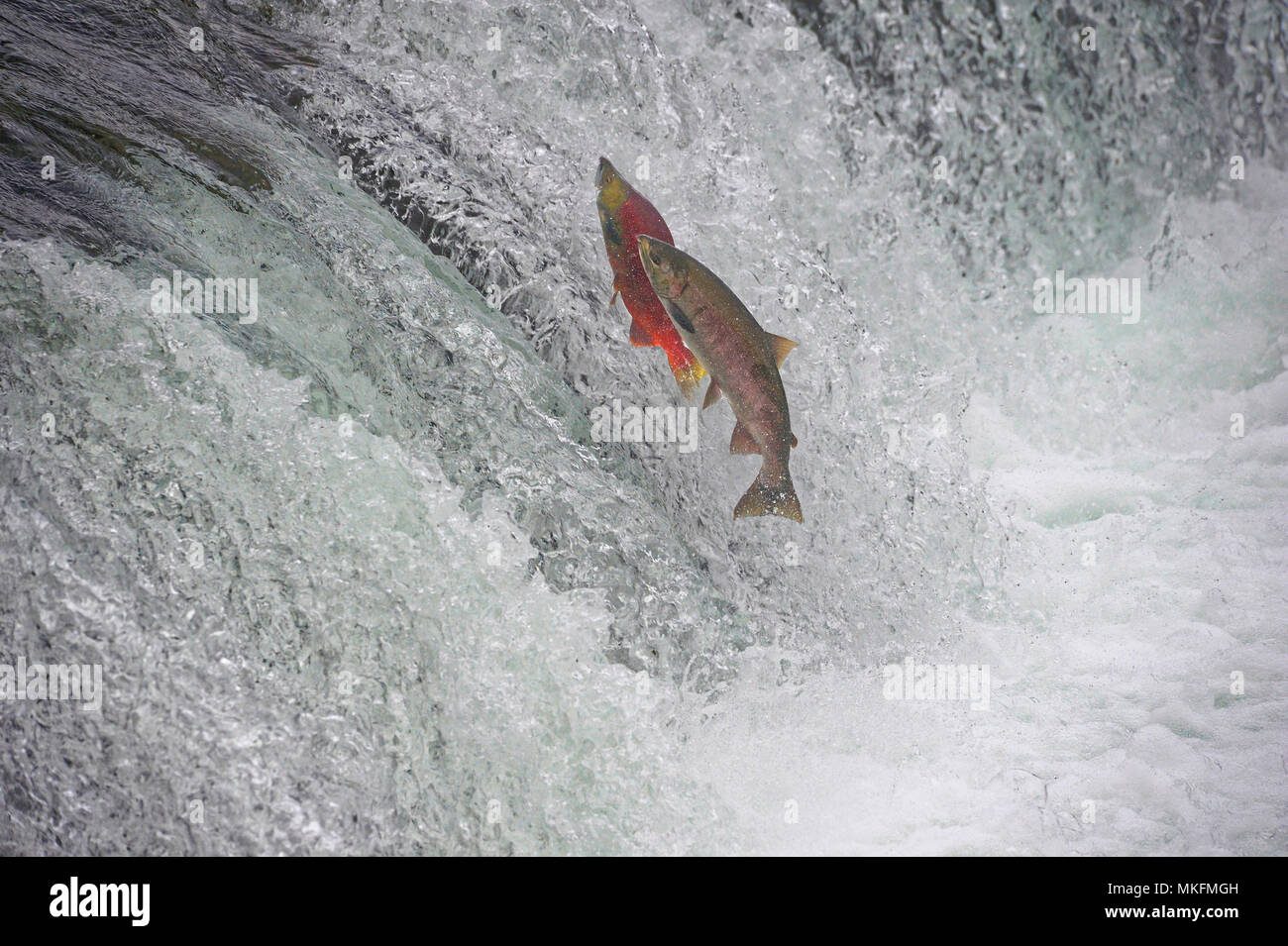 Sockeye salmon, Oncorhynchus nerka, jumping on a waterfall, Katmai