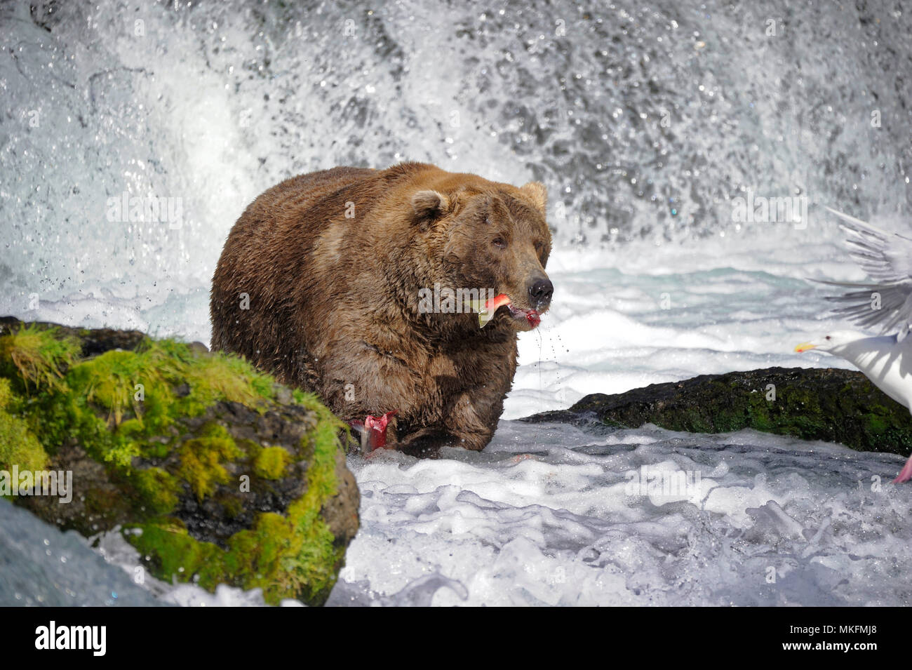 Grizzly (Ursus arctos horribilis) fishing in water, Katmai National park, Alaska USA Stock Photo