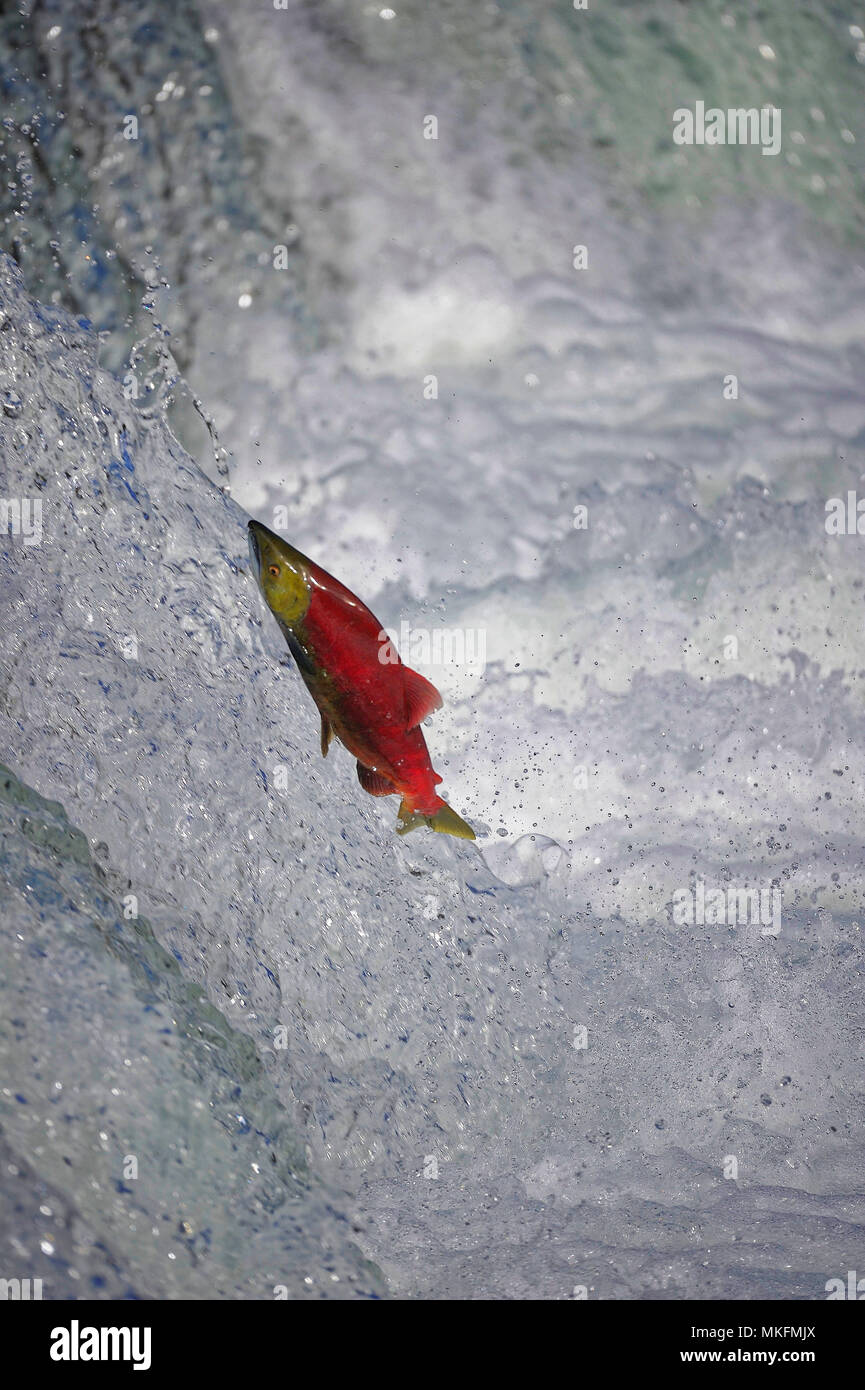 Sockeye salmon, Oncorhynchus nerka, jumping on a waterfall, Katmai National  park Alaska, USA Stock Photo - Alamy