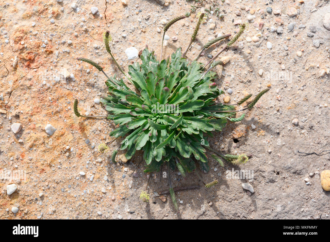 Buck'shorn plantain (Plantago coronopus), Portugal Stock Photo Alamy