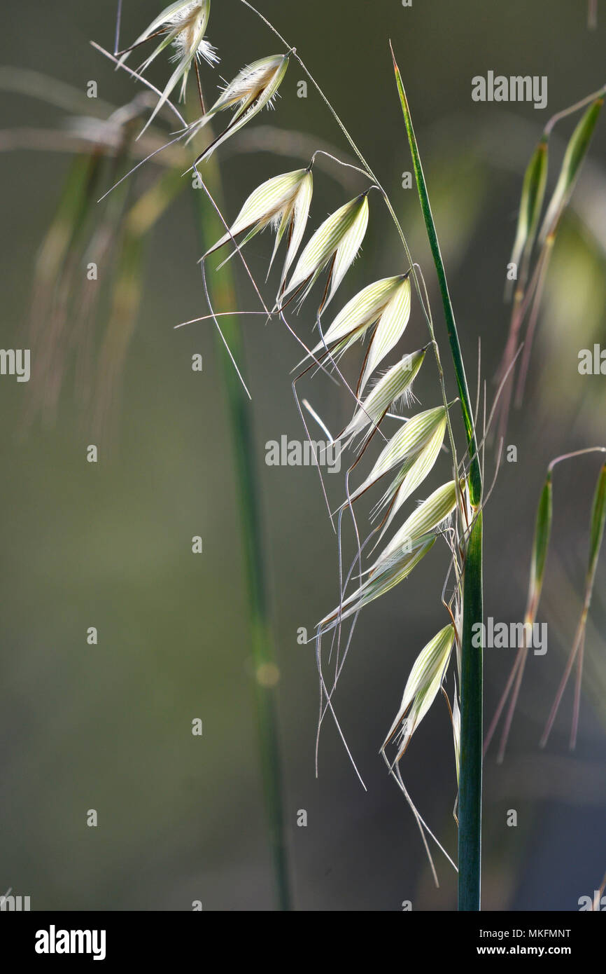 Sterile oat (Avena sterilis), Portugal Stock Photo