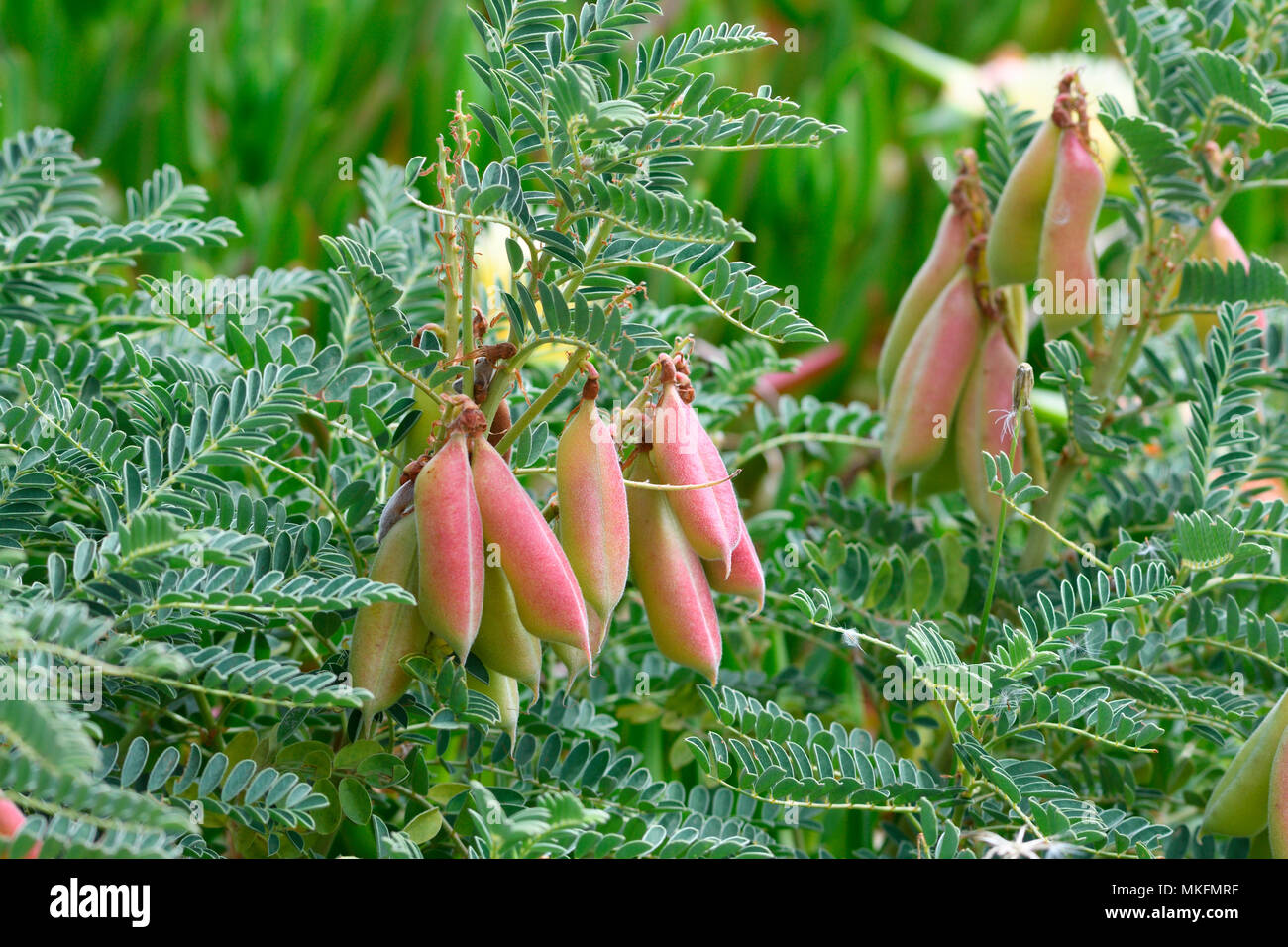 Goat's-thorn (Astragalus massiliensis), Portugal Stock Photo