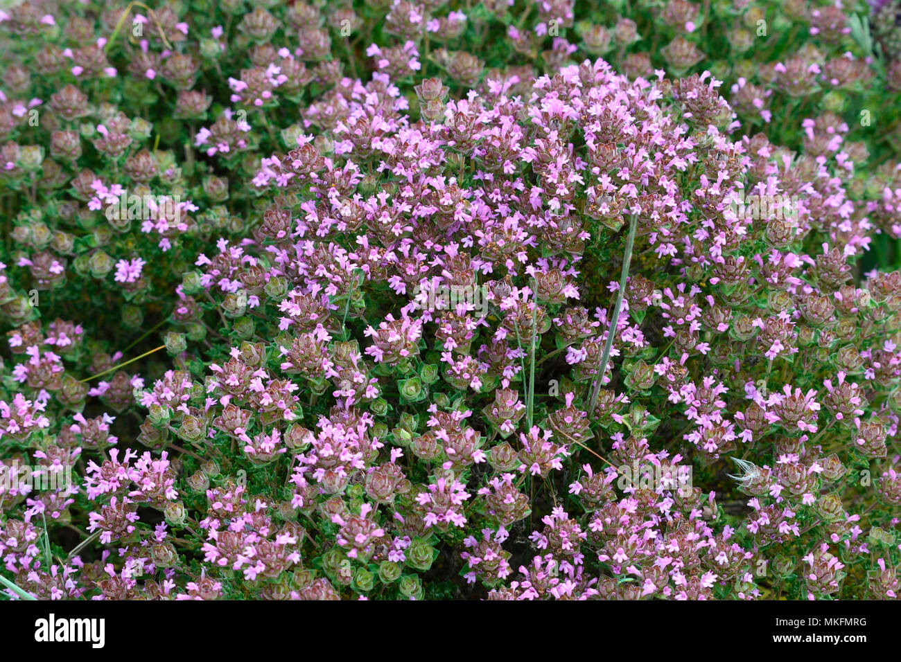Camphor thyme (Thymus camphoratus), Portugal Stock Photo Alamy