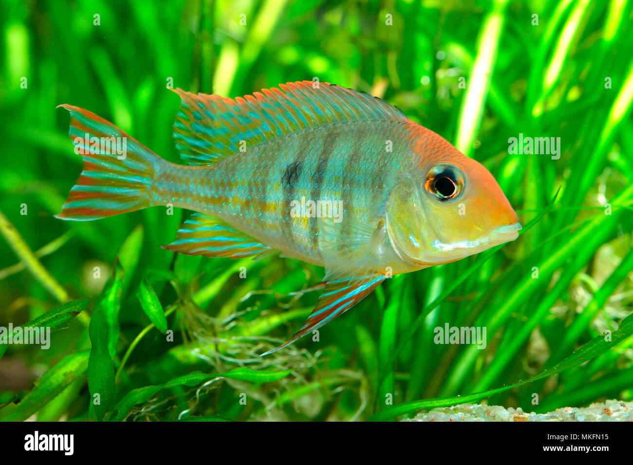 Geophagus (Geophagus sp) 'Red head Tapajos' male in planted aquarium Stock Photo