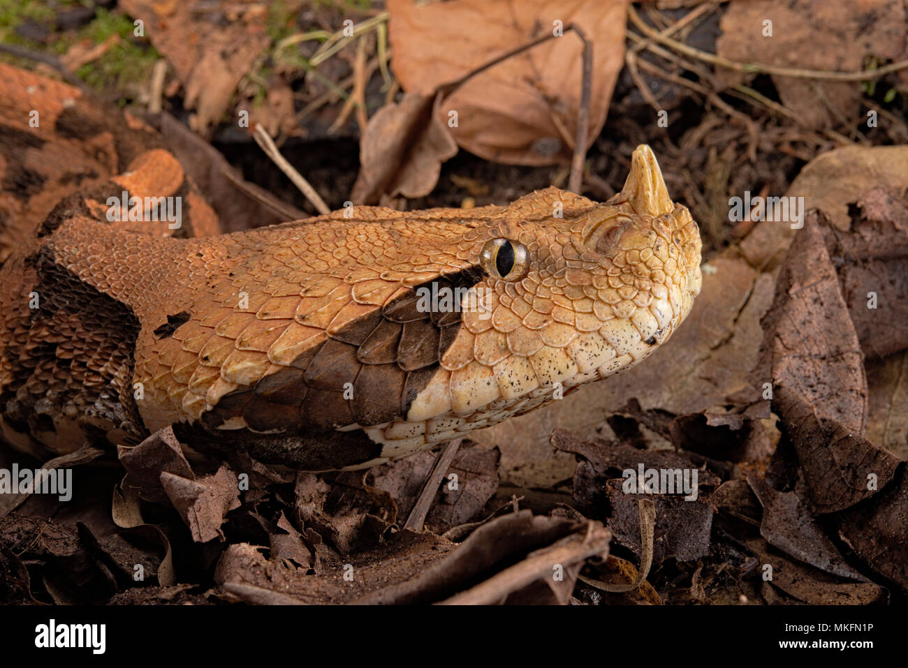 rhinoceros viper for sale rhinoceros viper for sale