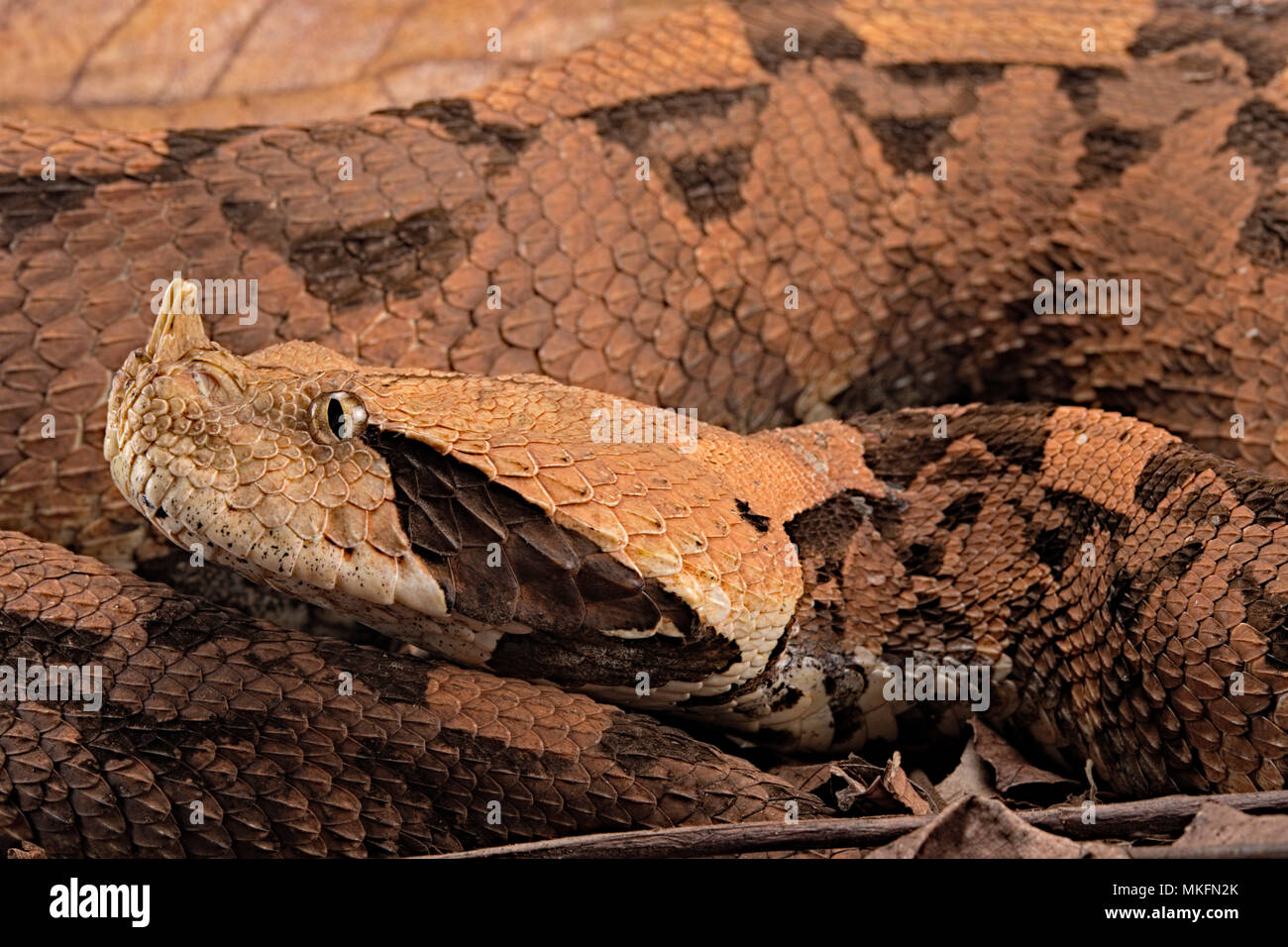 Rhinoceros Viper (Bitis rhinoceros Stock Photo - Alamy