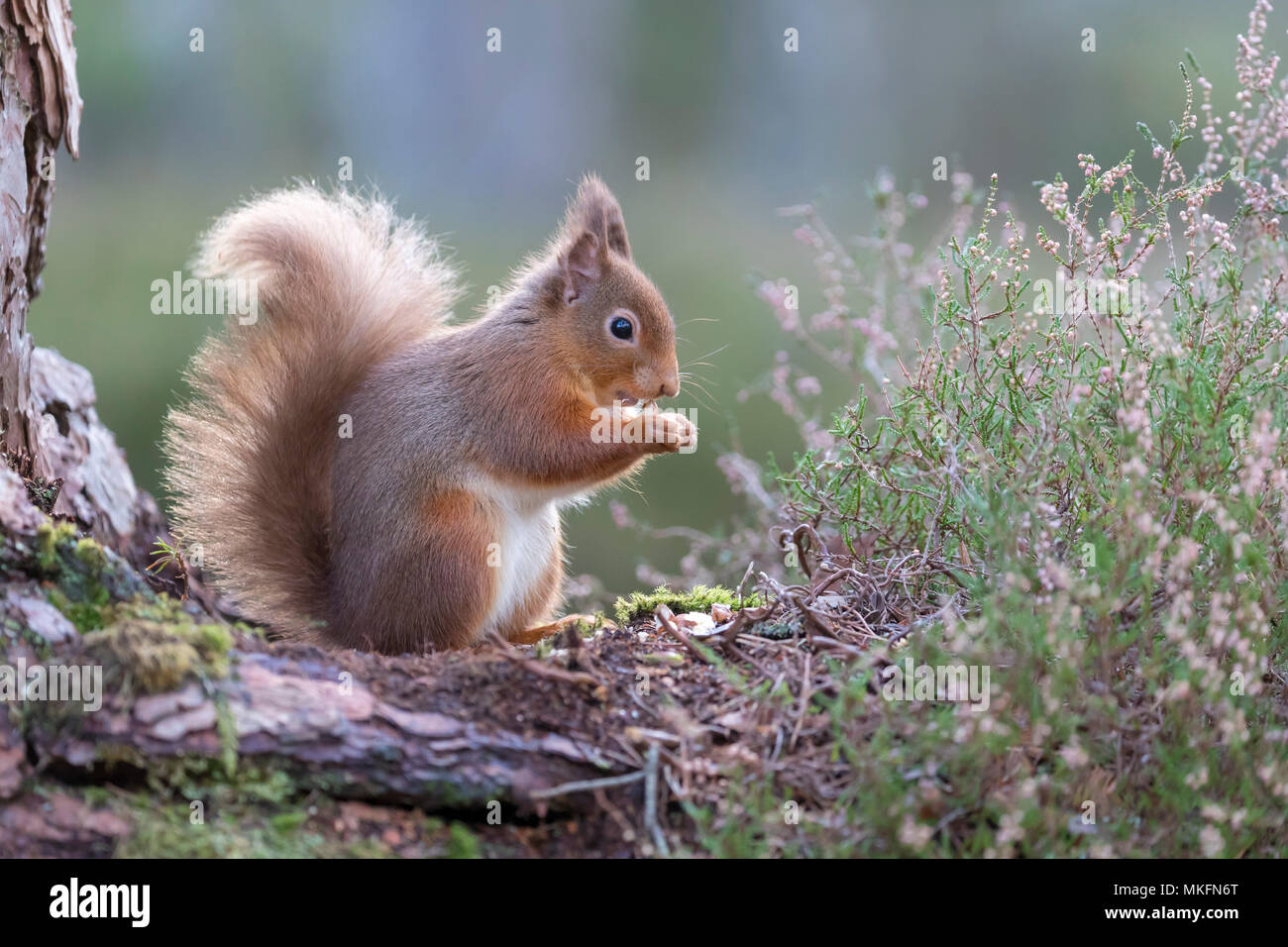 Red squirrel (Sciurus vulgaris) feeding amongst heather, Scotland Stock Photo