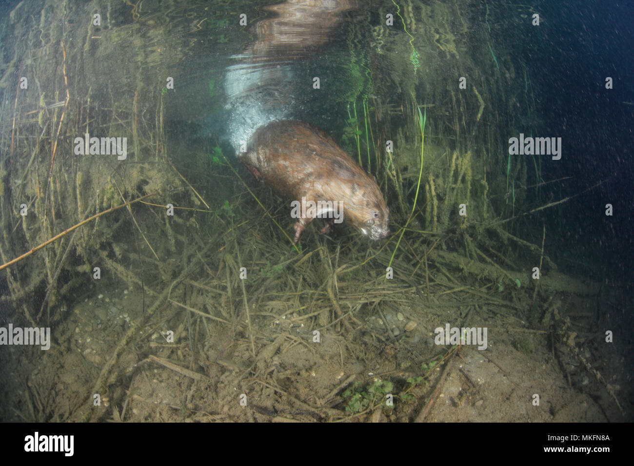 European Beaver (Castor fiber) diving underwater, Dead Arm of the Rhone