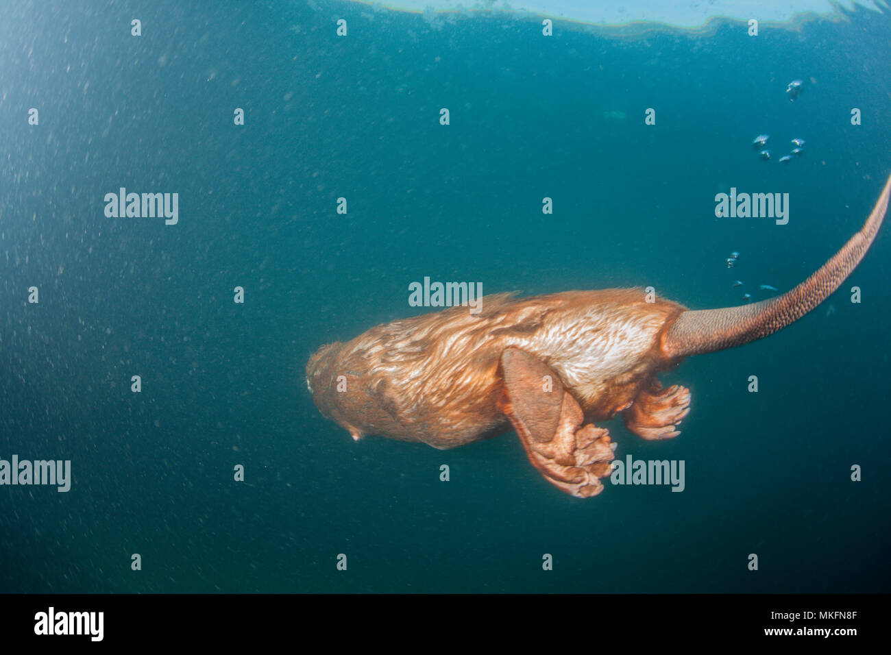 European Beaver (Castor fiber) swimming underwater, Dead Arm of the