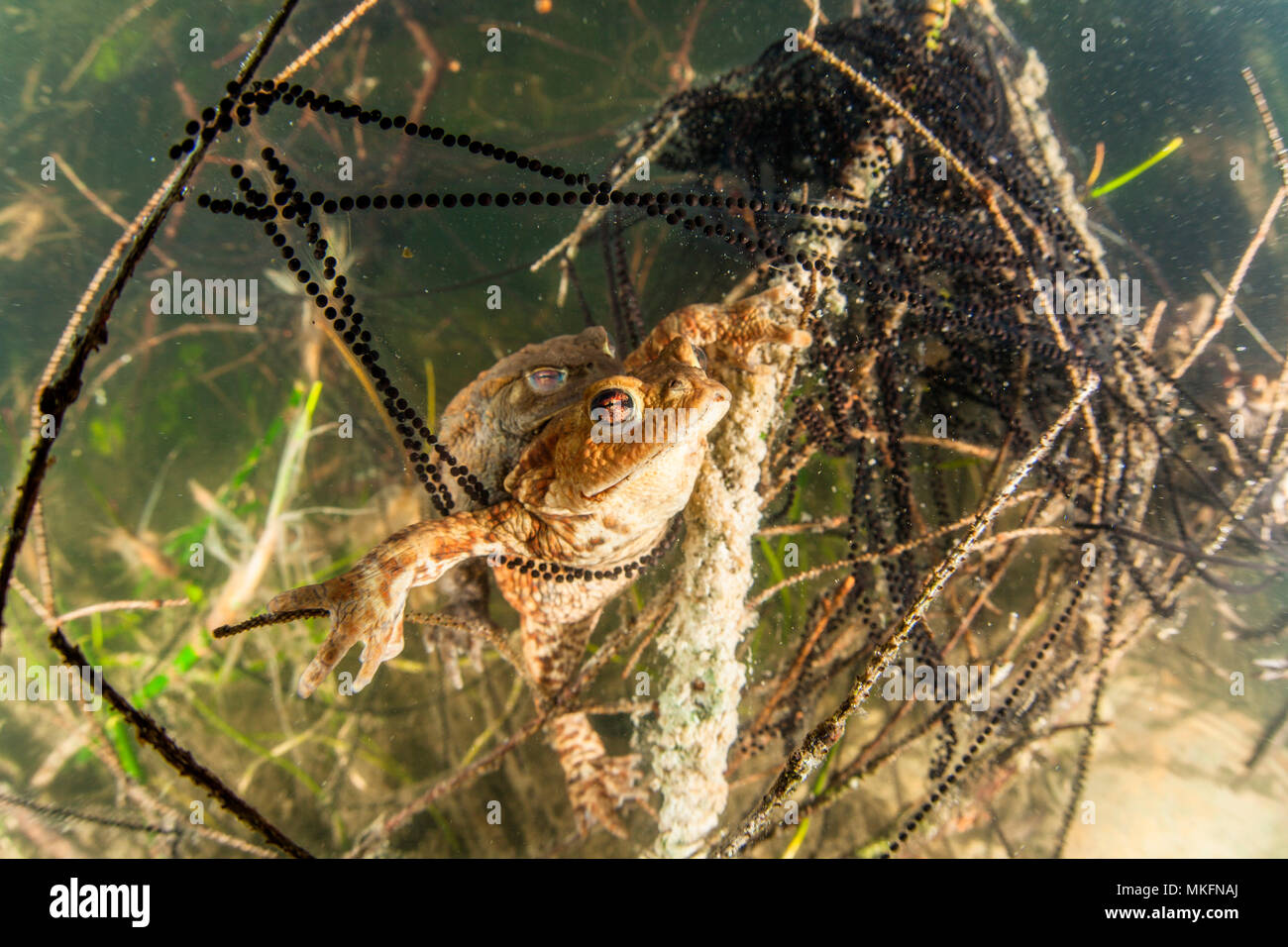 Reproduction of Common Toads (Bufo bufo) and their eggs in a lake, Ain ...