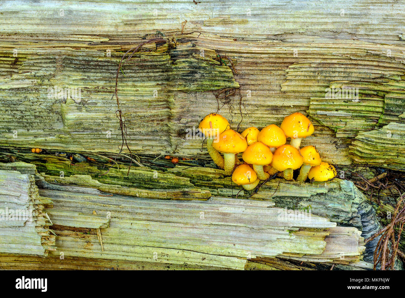 Honey mushroom (Armillaria mellea) in a forest of Bugey, Ain, France Stock Photo