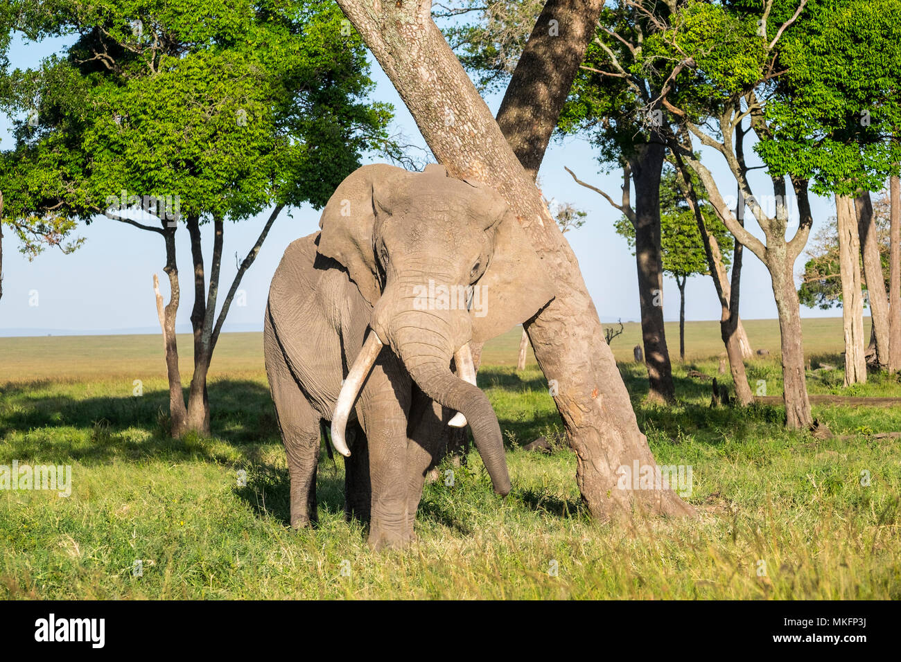 African Elephant (Loxodonta africana), male with Argos beacon rubbing against a trunk in Musiara swamps, Masai-Mara National Reserve, Kenya Stock Photo