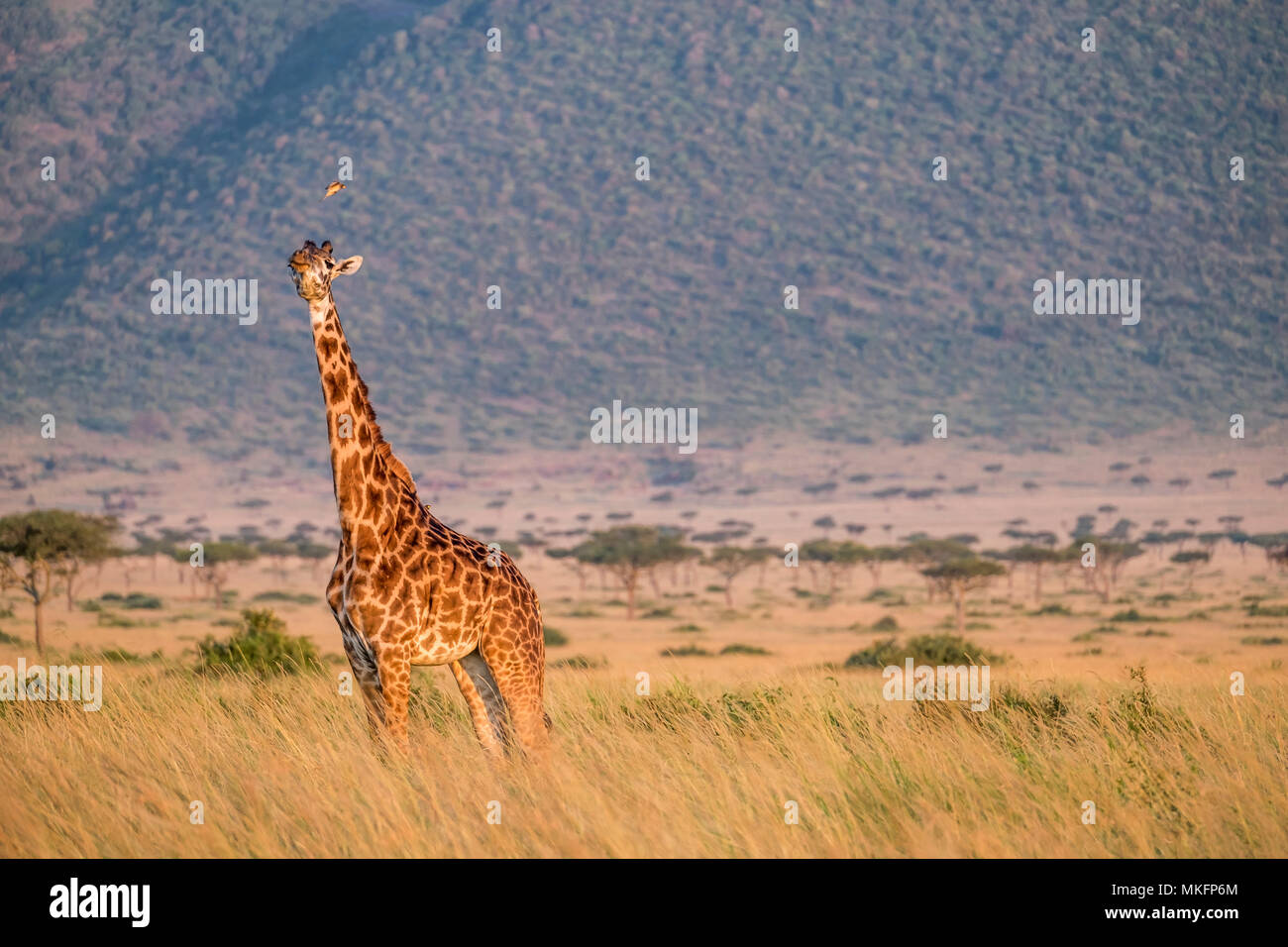 Masai giraffe (Giraffa camelopardalis tippelskirchi), male in the plains chasing an Oxpecker, Masai-Mara National Reserve, Kenya Stock Photo