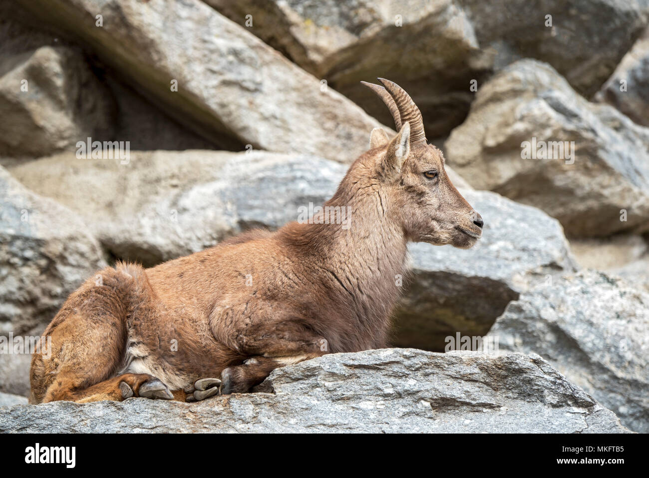 Alpine Ibex (Capra ibex) lies on rock, young animal, female, captive Stock Photo