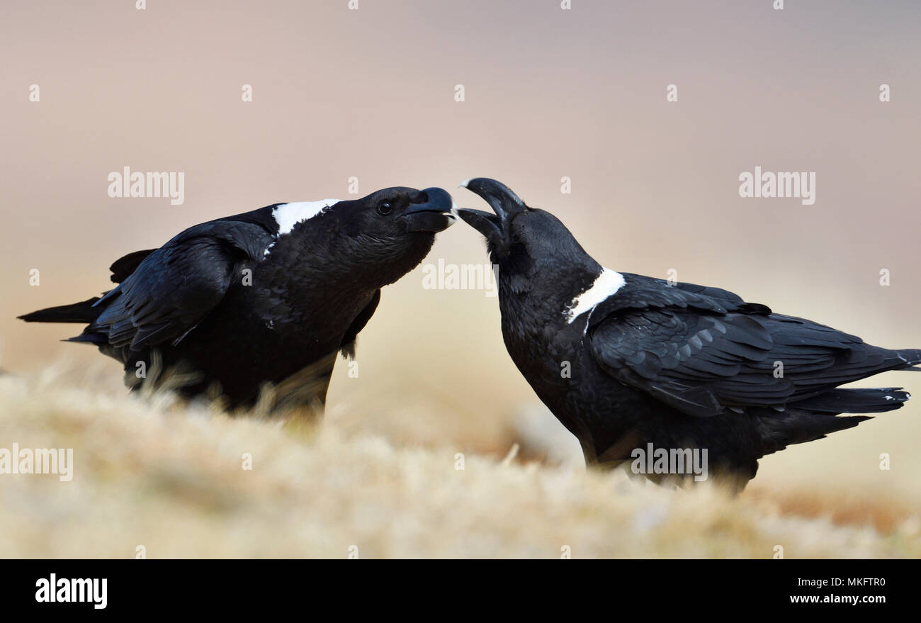 Whitenecked ravens (Corvus albicollis), couple billing and cooing