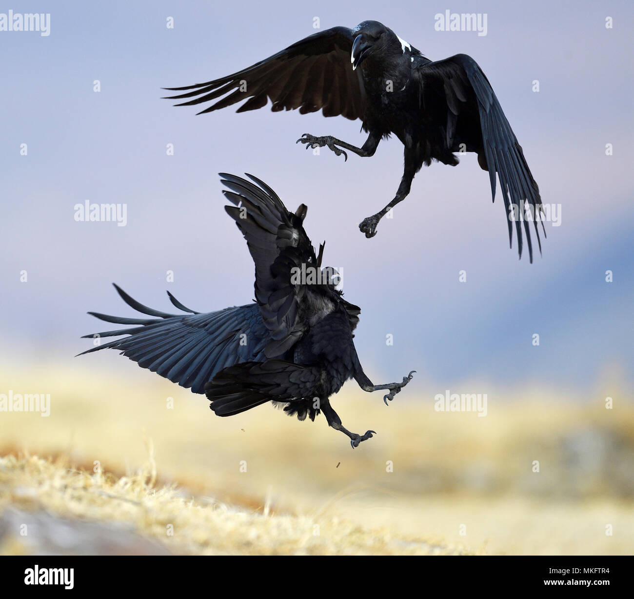 Ravens fight 