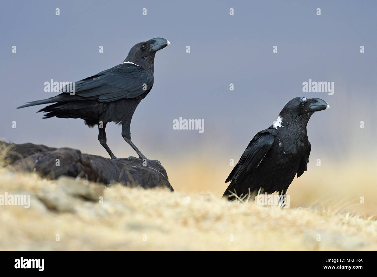 Whitenecked ravens (Corvus albicollis), couple, Giant's Castle