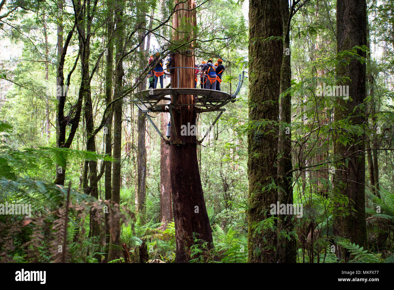 Otway Fly Treetop Adventures Zipline Melbourne Australia Great Ocean
