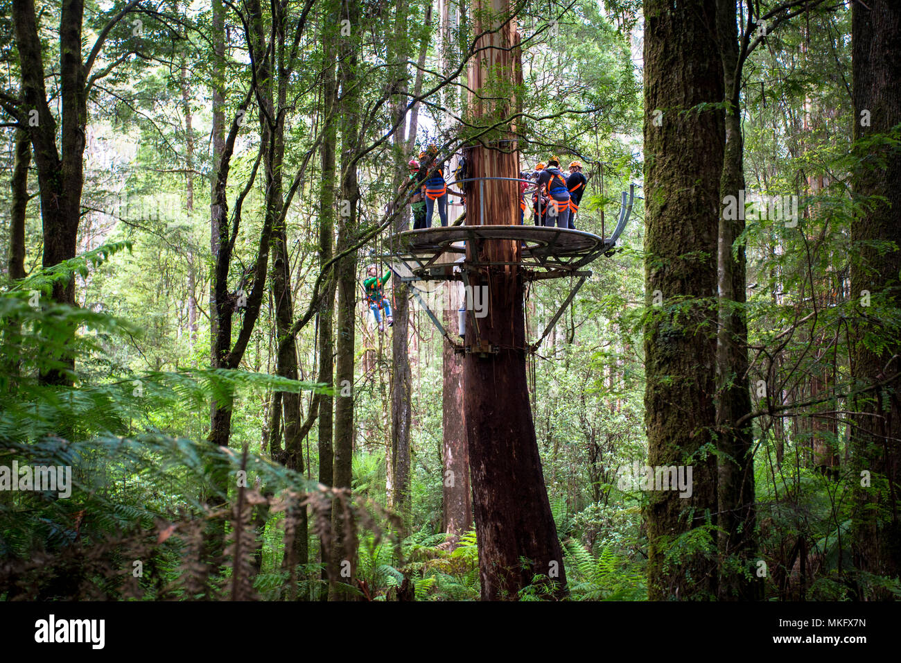 Otway Fly Treetop Adventures Zipline Melbourne Australia Great Ocean