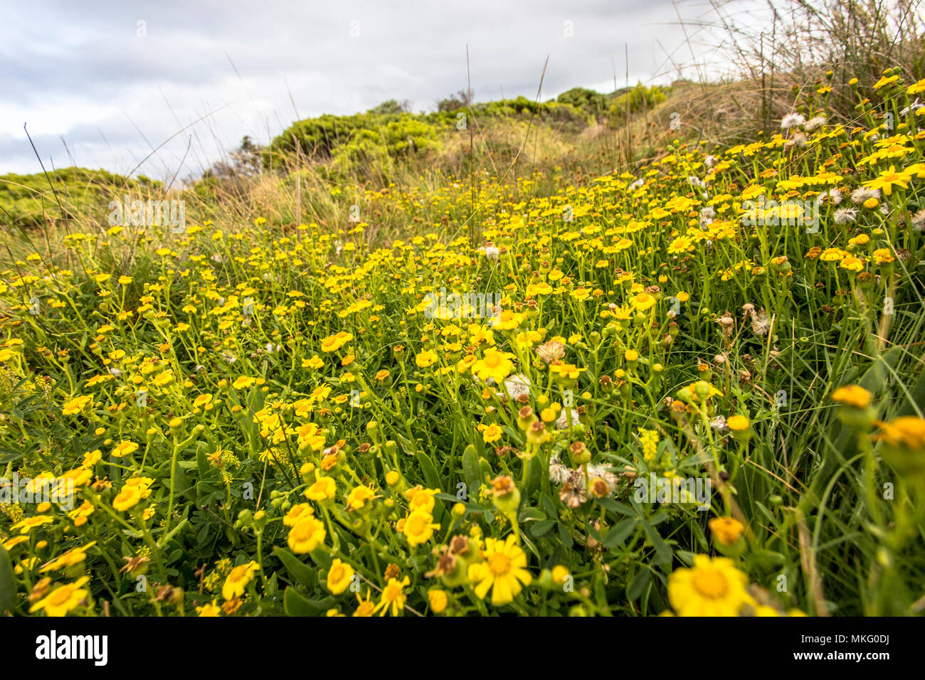 Fields Of Flowers During Spring Time Along Sea Coast Of Victoria Australia Great Ocean Road And Surroundings Sea Oceans And Cliff Stock Photo Alamy