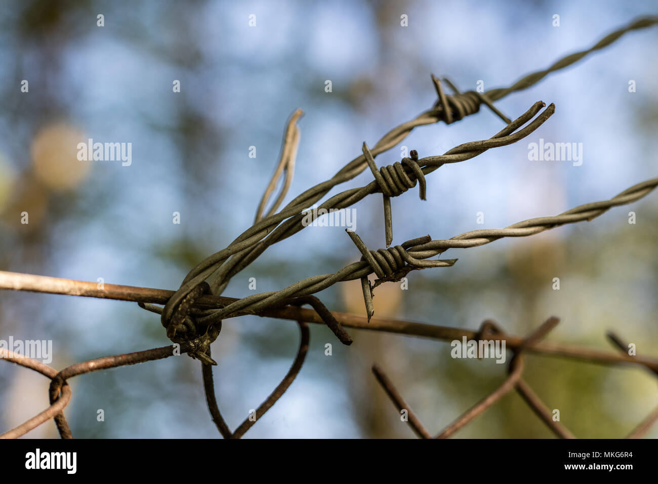 Barbed wire on the fence. Old barbed wire on the fence of an important