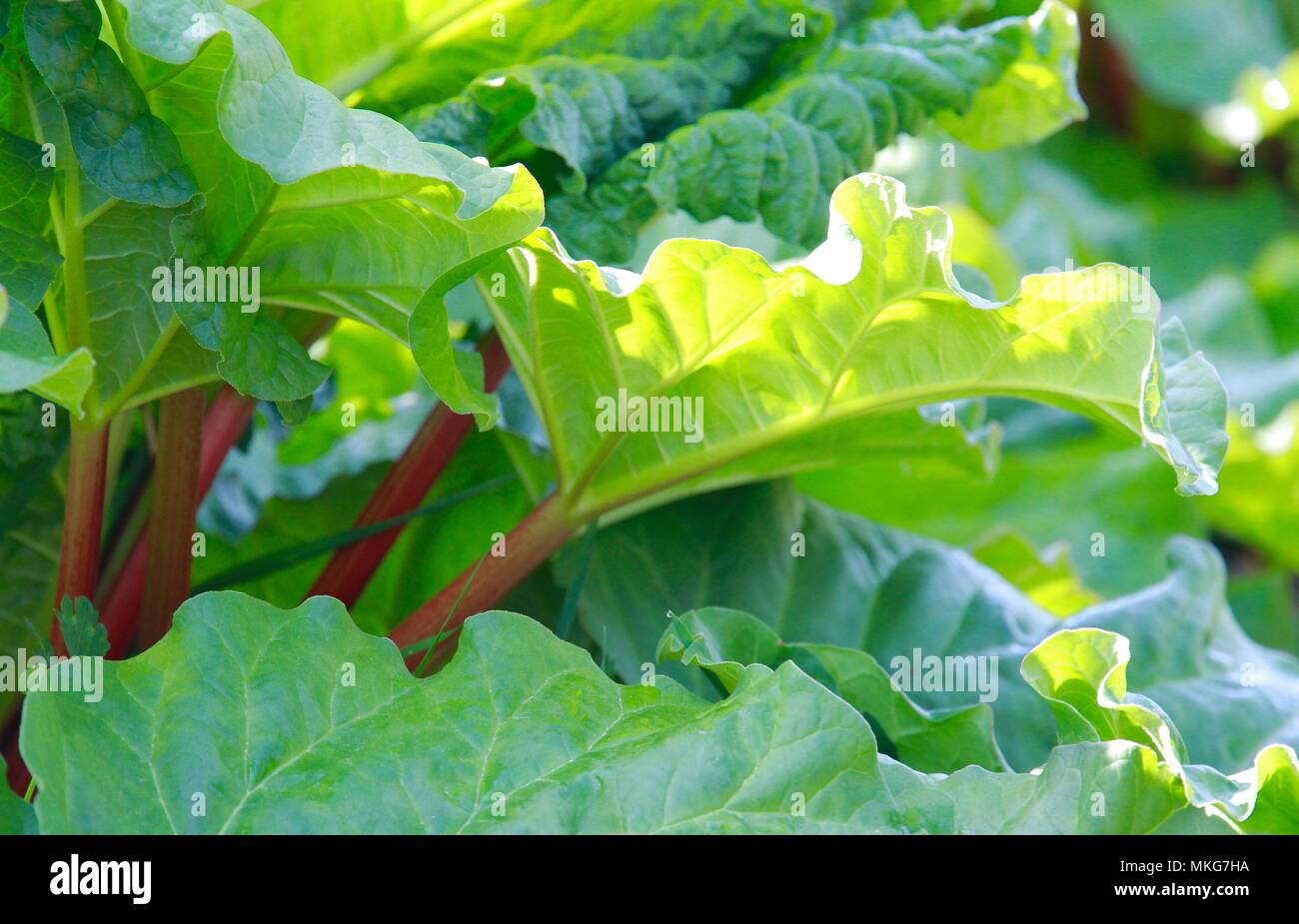 Rhubarb farm hires stock photography and images Alamy