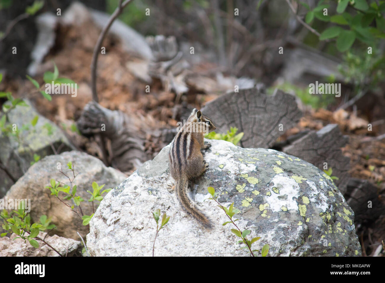 Golden-mantled ground squirrel on a rock, Yellowstone National Park, USA. You can see chipmunk strips and coloration on its back. Stock Photo